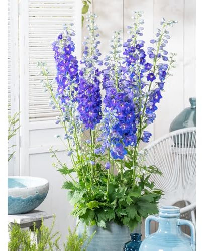 rittersporn pflanze winterhart samen - bonsai topf、schnittblumen samen garten deko、dekoration wohnzimmer gartenpflanzen、langer Blütezeit für eine garten geschenk、einfach zu Pflanzen 500pcs