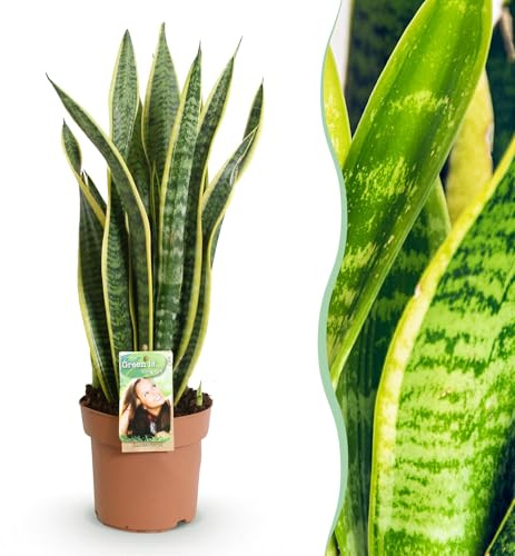 Green boutiQ - Plantes d'intérieur - Sansevieria Laurentii - Langue de belle-mère - Peu d'entretien - Vert - jaune - 1 Plante - Pot 17cm - Hauteur 60-70cm