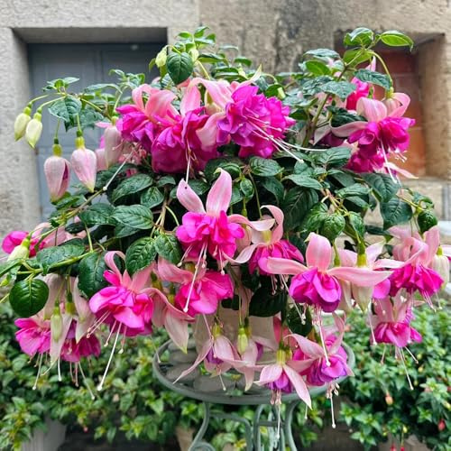 Fuchsien - gartensamen blumensaat winterharte fuchsien balkonpflanzen winterhart mehrjährig wildblumensamen bienen wiese sommerblumen stauden wildblumenwiese 800samen