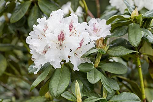 Rhododendron x hybridum 'Schneeauge' 30-40 cm – Winterhart, Immergrün, Mehrjährig – Rhododendron/Alpenrose – Heckenpflanze für Garten & Sichtschutz