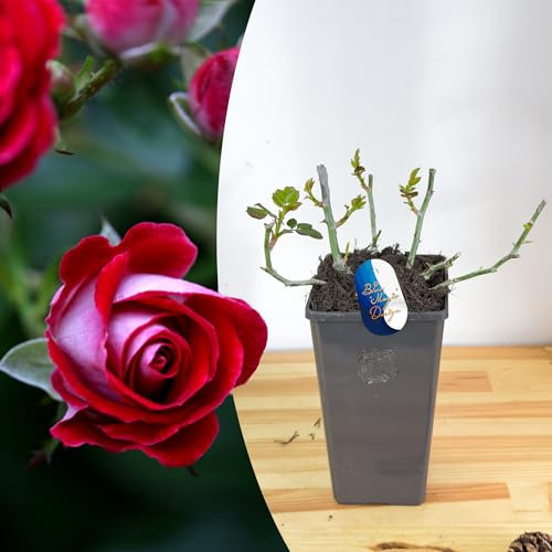 Hardy and Mature Red 'Beaute' Shrub Rose in 2L Pot: Fragrant Blooms, Perfect for Hedging, Garden Borders, and Trellis Climbing