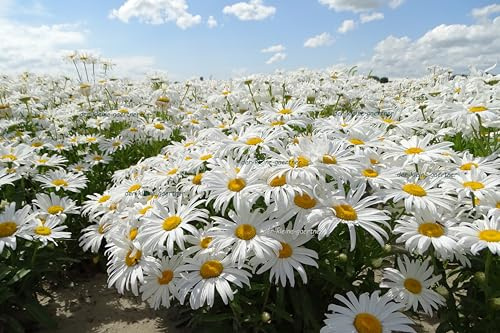 100 Samen großblumige Margeriten absolut winterharte Staude Blumensamen Margeritensamen von der-kleine-gaertner