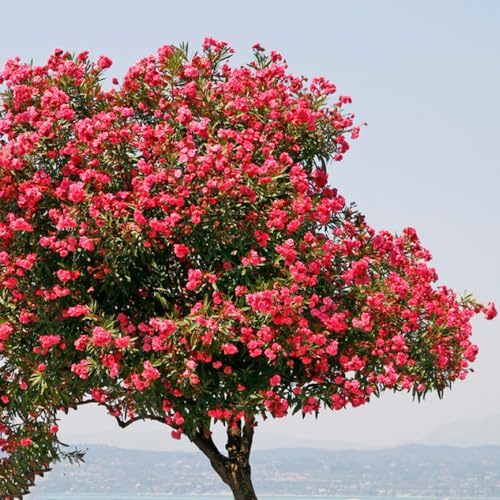 semi di oleandro, decorazioni giardino esterni resistenti raro 30pcs