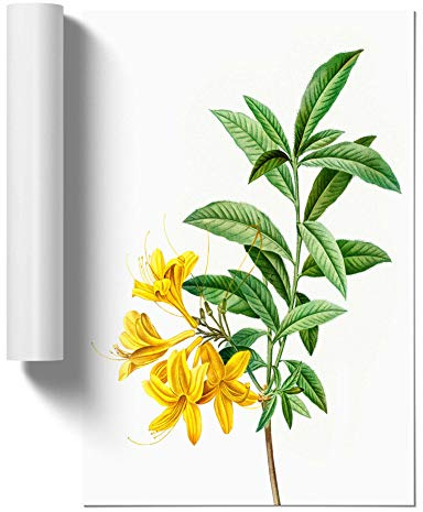 Yellow Azalea Flowers by Pierre-Joseph Redoute Design | Unframed Wall Art Print | Ready to Frame Poster | Modern Home Decor Picture | Artwork for Living Room or Office | A3 (29.7x42 cm)