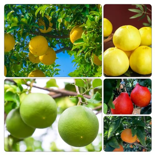 Pomelo spalierobst bonsai topf topfpflanzen draußen winterhart deko büro steingartenpflanzen zimmerbonsai bonsai pflanzenkübel säulenobstbäume balkongarten pflanzendeko obstpflanzen 60samen