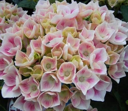 Bauernhortensie Camilla - Ballhortensie - Hydrangea macrophylla Camilla