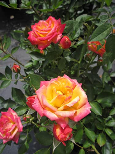 Rosa Mandarin ® - Zwergrose Mandarin ® - Kordes Rose - Lillyputs® - Rose