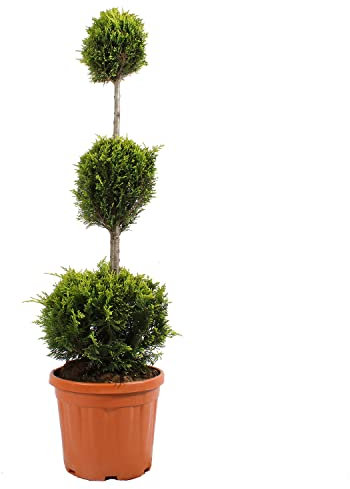 KENTIS - Cupressocyparis Leylandii Gold Rider mit Jutedekoration für Vase - Drei Ball Zypresse - Echtr Pflanzen für Garten - Balkon Pflanze - Hoch 140-160 cm Topf Ø 30 cm