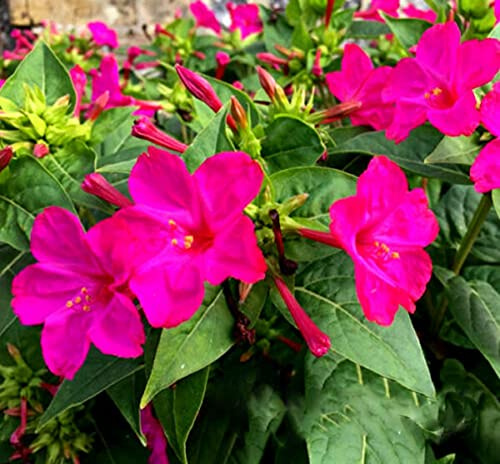 TRTO Four O'clock Flower - Violet Pink - 30 Seeds - Mirabilis Jalapa Fluorescent for Planting Garden Yard Patio and Useful for Gifts (30 Seeds)
