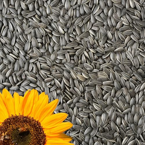 GardenGuru Wildvogelfutter 25kg, Schwarze Sonnenblumenkerne, Ideal für Vögel, Ganzjahresvogelfutter, Ölhaltiges Streufutter, Winterfutter für kleine und große Vögel