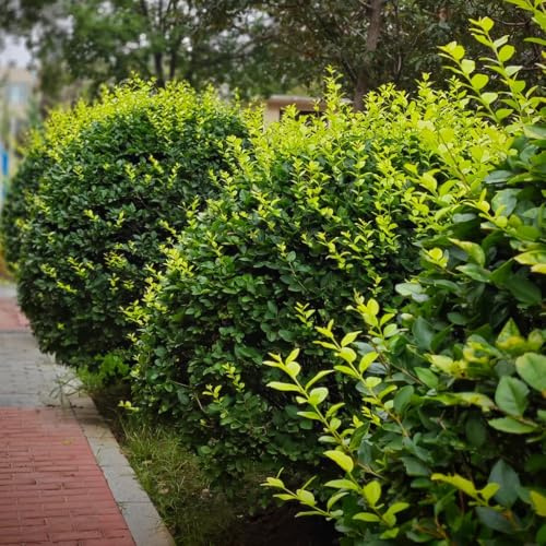 Semillas de seto de aligustre, resistentes al aire libre Ligustro lucidum - jardín de variedades antiguas de exterior 150pcs