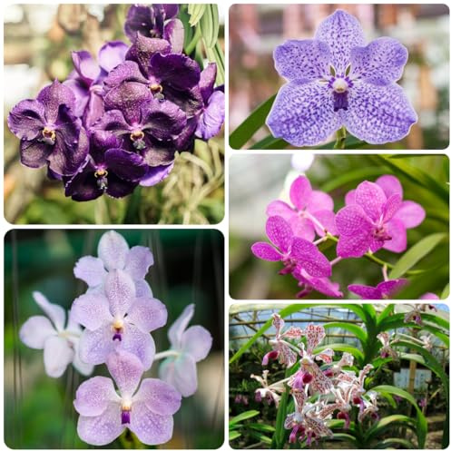 semi di orchidea vanda - giardino esotiche perenni resistenti esotiche 90pcs