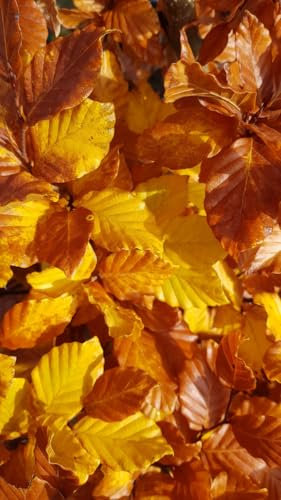 Fagus sylvatica/Hêtre commun/Conteneur de 7 à 10 litres/Arbre d'ornement