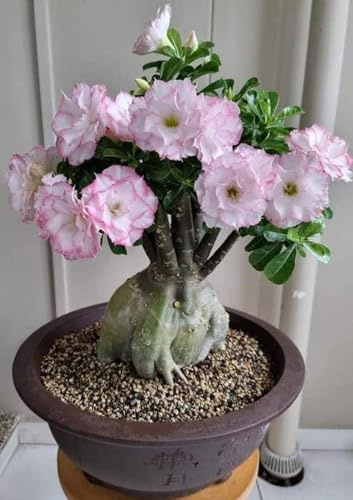 Rosa del Desierto (Adenium Obesum) - Planta Suculenta Viva, Bonsái Perenne con Flores para Decoración de Hogar y Jardín- 4 rizomas