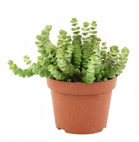 Planta Natural Collar de Jade | DECOALIVE | Crassula Marnieriana | Pagoda China | Planta Suculenta