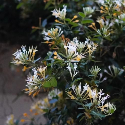 semi di caprifoglio, Le perenni sono Lonicera japonica, semi di adatti alle semi da giardino rampicanti 300pcs