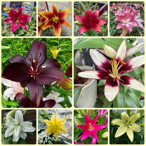 Lilien, winterharte für garten frühlingsblumen herbstblumen geschenke 9Zwiebeln