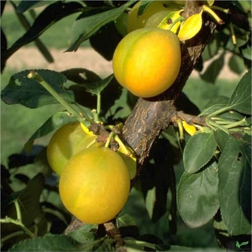 Obstbaum Ontario Pflaume - Buschform - Lieferhoehe 120-160 cm - Reifezeit Ende August - Bestaeuber empfohlen