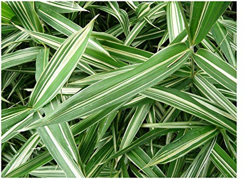 10 x Pleioblastus 'Variegatus' im 1 Liter Topf (Bambus/Ziergras/Gräser/Winterhart/Mehrjährig/Bodendecker/Immergrün) Bunter Zwergbambus - Gestreifter Bambus für elegante Akzente - von Stauden Gänge