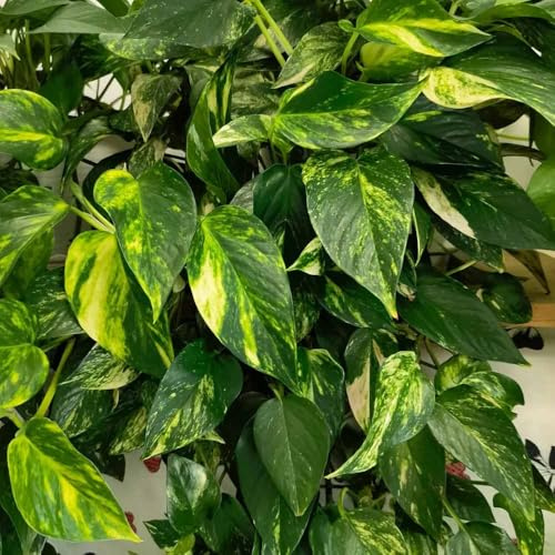 interior de hiedra semillas verdes - Serie Raras - decorativas para balcones jardin Bonsái de jardín interior 10pcs