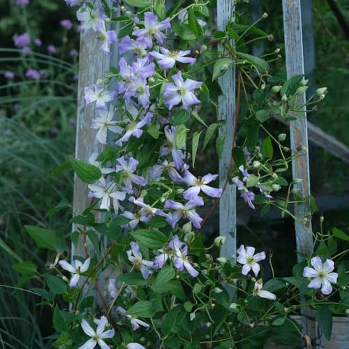 clematis winterhart - balkon stauden mehrjährig garten deko 1zwiebeln