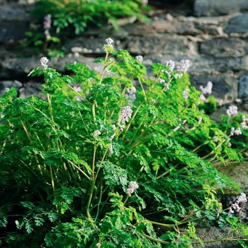 delphinium, semi di delphinium Decorazioni giardino per esterni giardino, balcone Decorazioni autunnali per un resistente decorazione 100semi