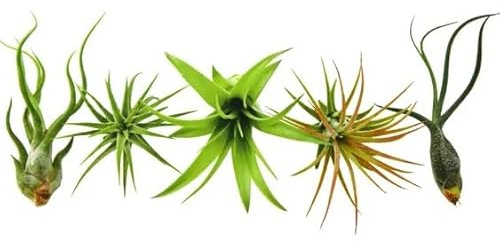 DECOALIVE Tillandsias PREMIUM Pack de 5 Plantas del Aire Naturales