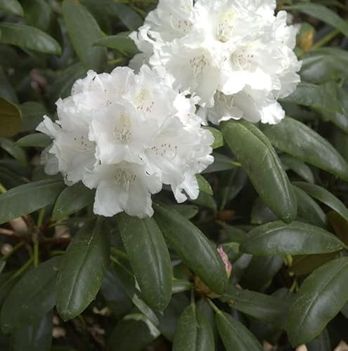INKARHO - Rhododendron Falling Snow 20-25cm - Alpenrose - lebende Gartenpflanze aus den Baumschulen