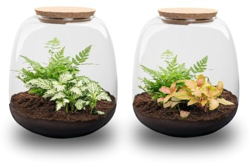 urbanjngl - Emma Mini Pflanzen Terrarium mit Kork - DIY Kit für EIN lebendiges Ökosystem - Durchmesser 19 cm, Höhe 20 cm - Ideal für Pflanzenliebhaber und Dekoration