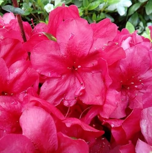Japanische Azalee Rhododendron obtusum 'Muttertag' leuchtend rot 40-60 cm