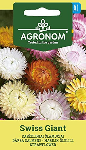 AGRONOM | STROHBLUME SWISS GIANT | Blumenssamen | Leuchtenden Blüten | Einjährige Pflanze | Pflanze samen | 1 Pack