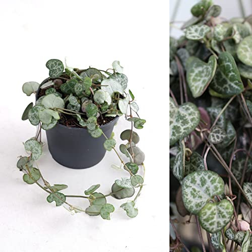 Ceropegia lineraris woodii - String of Hearts in 9cm Pot - Can be Displayed in Hanging Planter (2 Plants)