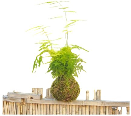 DECOALIVE Kokedama Asparagus Plumosus - Helecho Plumoso - Planta Envuelta en Musgo