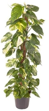 Efeutute Epipremnum Pinnatum – Zimmerpflanze – Ø24cm – 120cm – Goldene Efeutute mit herzförmigen Blättern – Luftreinigende & pflegeleichte Zimmerpflanze
