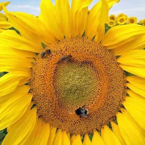 Graines De Tournesol Géantes De Mammouth Pour Jardin De Fleurs