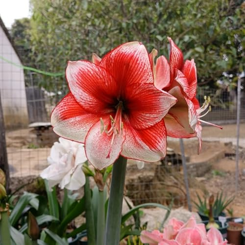 (HGJKYTFCDG) - Winterfeste Amaryllis - Hochwertige Amaryllis Sorten-3ZPcs-D