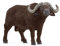 schleich 14872 Kaffernbüffel, ab 3 Jahren, WILD LIFE - Spielfigur, 4 x 13 x 7 cm, Black