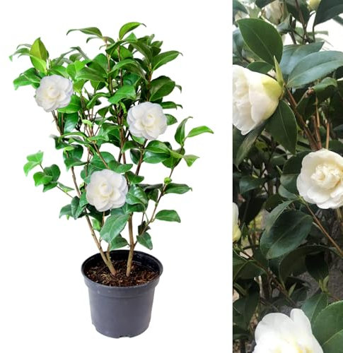 Carbeth Plants - White Camellia Japonica Plant in 3L Pot - Spring Flowering Hardy Evergreen Shrub - Ready to Plant Outdoor Garden Bush - Ideal for Borders, Beds, Containers & Patio Pots