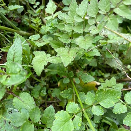 kressesamen - balkon garten winterhart mehrjährig steingarten deko 100pcs