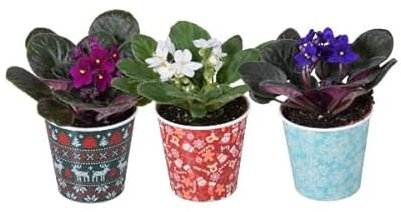 3 x African Violet Saintpaulia Flowering Indoor Plants Mix Colours in 9cm pots