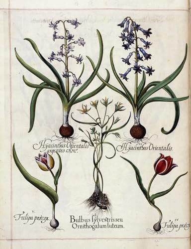 PSVDCTOO Vintage Leinwand Kunstdruck Bilder auf Leinwand Hyazinthe und Tulpe von hortus Eystettensis von Basilius Besler Wandbild Kunstdruck für Home Dekoration 60x90cm