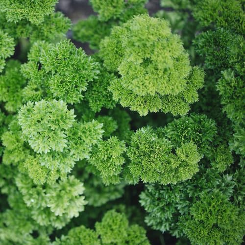 semi di prezzemolo, rari, aiuola rialzata resistenti all'esterno, giardino da interno, 400pcs