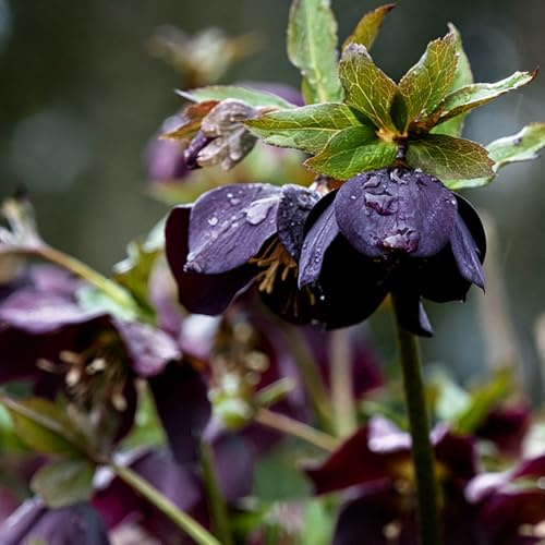 imperiale coronata decorativi decorazione balconi giardino di interni ufficio giardino rocce riverdimento tetti corona imperiale 2Bulbi