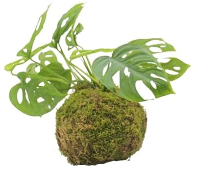 Kokedama Monstera Adansonii | DECOALIVE | Maceta Musgo Natural |Monstera Monkey Leaf