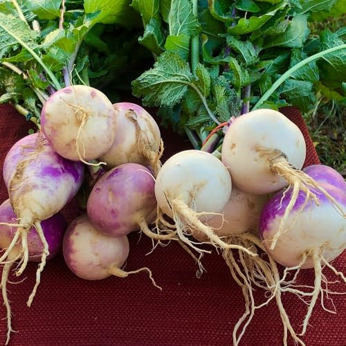 Turnip Purple Top White Globe Seeds – High-Yield & Fast-Growing – Heirloom Variety for Crisp, Sweet Roots & Greens – Fresh Tasty Vegetables – for Your Kitchen Garden