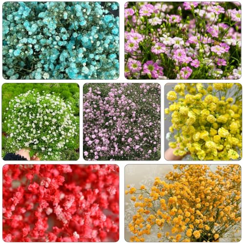 schleierkraut topfpflanze dachbegrünung büropflanzen frühlingsblumen wildblumensamen herbstaussaat biosaatgut mehrjährige stauden blumensamen wildblumen balkonblumen balkon garten 400samen