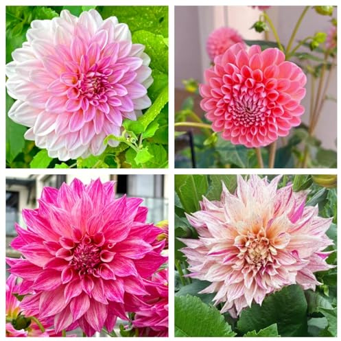 Dahlia tubers Plants, Large-Mix for Planting Now UK,Hardy Perennial,Wedding Flowers,Strong Plants That Grow Well,Beauty of Garden,Gift Ready