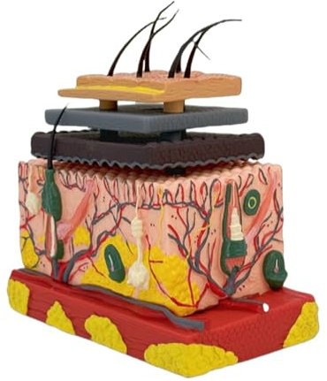 Modelo Estructura Tejido Magnificada Piel Anatómica Humana