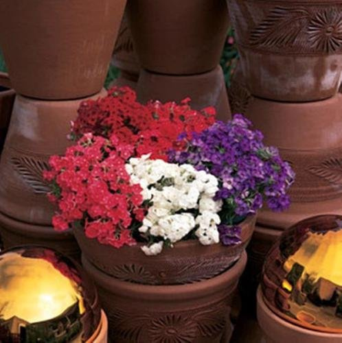 10 seeds of Phlox 21'st Century Mix Annual : Seeds Only