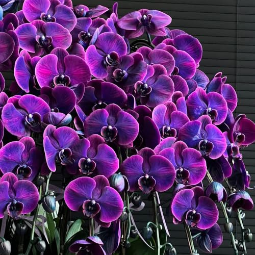 semillas de orquídea phalaenopsis - balcón raras, decoración interior 100pcs